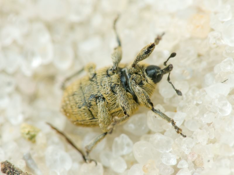 Rhinusa neta (Germar, 1821)